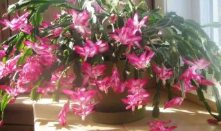 春节家里适合摆什么花家 春节期间家里放什么花比较好