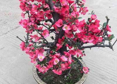 海棠盆栽的养殖方法和注意事项 海棠种植方法及养护