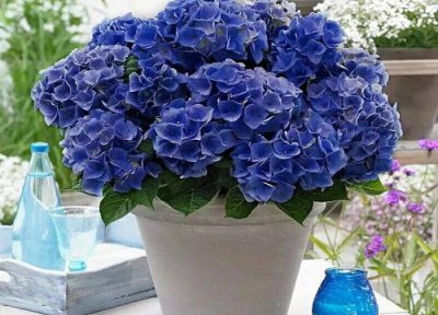 绣球花要大盆还是小盆 绣球花适合大盆还是小盆