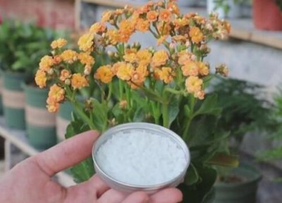 花卉出现肥害怎么办 花卉施肥不当产生肥害的处理方法