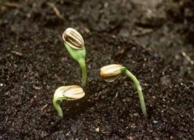 植物靠什么传播种子 有四大方法 动物、靠风、靠水、弹射