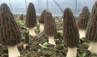 新鲜羊肚菌的保存技巧 新鲜羊肚菌有什么保存方法