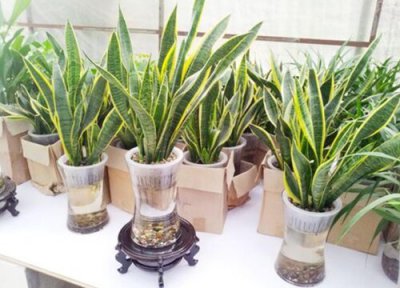 虎皮兰叶片打卷怎么办 如何令叶片恢复挺拔直立