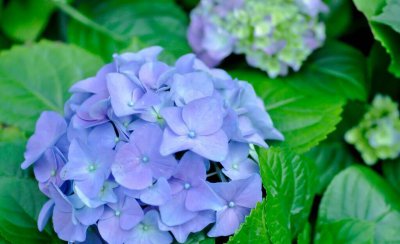 北方室外花卉植物大全 适合北方庭院种植的花卉品种