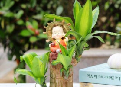 幸运木的养殖方法 幸运木的养殖方法和注意事项