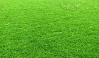 牧草如何晒干保存 牧草干燥的方法有哪些