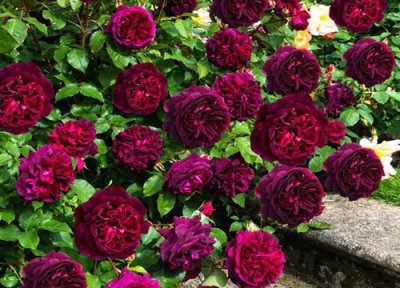 芳香花园是藤本还是灌木 芳香花园属于藤本还是灌木