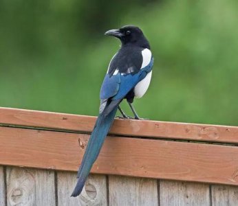 喜鹊吃什么食物为生 喜鹊有什么生活习性及天敌