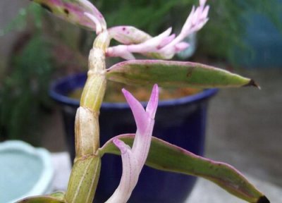 石斛种植中常见病害 石斛病虫害防治技术与方法措施