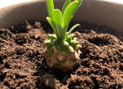 龟甲龙休眠时间 龟甲龙什么时候休眠