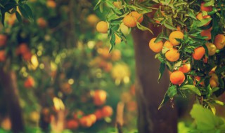柑橘要施什么肥 柑橘施肥方法与注意事项