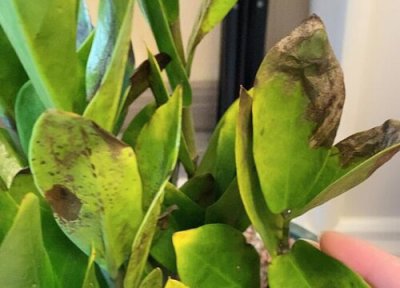 金钱树叶子发黄是什么原因 补救与解决方法