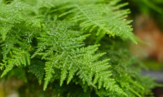 文竹花怎么养才能旺盛 正确养护文竹的教程