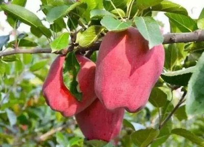 蛇果种植地方 蛇果适合什么地方种植