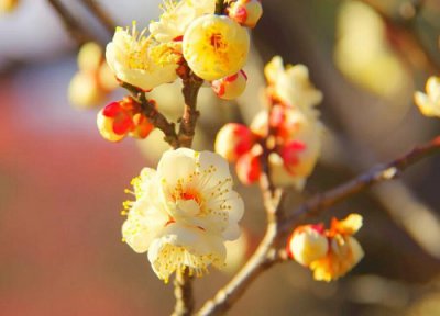 腊梅是什么花序类型 属于无限花序