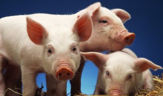 猪黄喉是什么部位 猪黄喉的解释