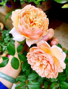 最稀有的月季花品种名称及图片 经典名贵月季花品种排行榜