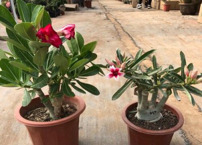 怎么养沙漠玫瑰 怎样来正确地养殖沙漠玫瑰