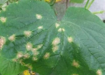 黄瓜炭疽病发病原因 黄瓜炭疽病的发病原因及治疗方法