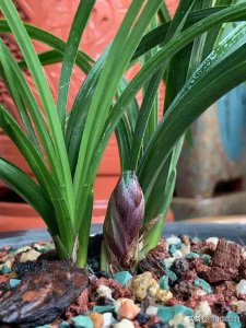 兰草促花的最佳方法 施什么肥促根促芽又促进兰花开花