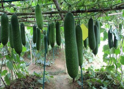 节瓜种植时间和方法 节瓜种植时间及技术要点