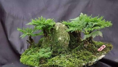 小叶卷柏叶子收起来什么原因 卷柏叶子耷拉下来怎么办