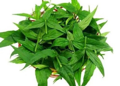 忧遁草作用 忧遁草有什么作用