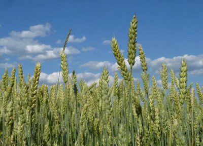 小麦抽穗扬花期管理技术与措施 扬花期主要病虫害防治