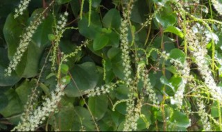 藤三七根茎的食用禁忌 新鲜藤三七的根正确吃法