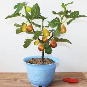 无花果盆栽多久浇一次水 盆栽无花果栽培与管理技术