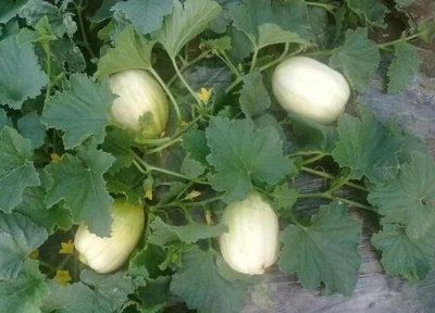甜瓜种植时间 甜瓜种植时间和方法