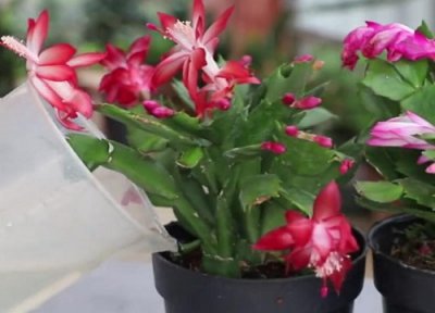 蟹爪兰适合在什么环境下生长 蟹爪兰喜欢什么地方养