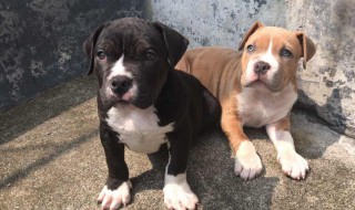 两只斯坦福犬能一起养吗 两只斯坦福犬能不能一起养