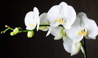 兰花冬天怎么浇水 兰花冬季怎样浇水