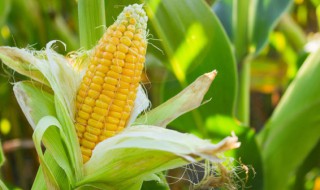 小玉米怎么保鲜 小玉米如何保存新鲜时间长