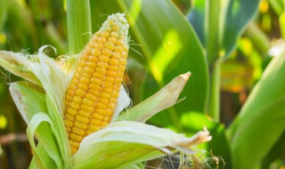 铁锅煮玉米需要开锅吗多久 铁锅煮煮玉米需要多长时间