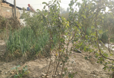 移栽树木怎样提高成活率高 掌握5个关键点栽一棵活一棵