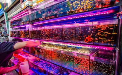 最好养的热带鱼有哪些 新手适合养什么品种的热带鱼