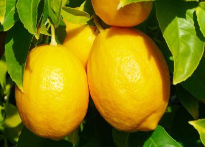 柠檬象征意义 柠檬代表什么象征意义