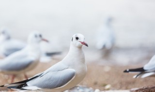 爆炒乳鸽怎么做好吃 爆炒乳鸽如何做好吃