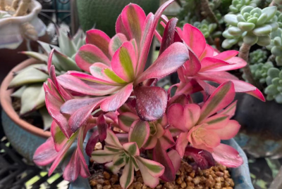 红覆轮和美杜莎区别 美杜莎和红覆轮锦法师哪个好养一些