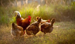 养鸡怎么判断公母 鸡如何分公母