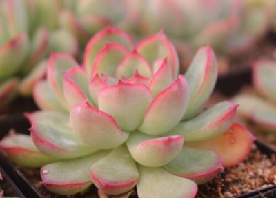 荷花多肉的养殖方法和注意事项 荷花多肉图片及养护