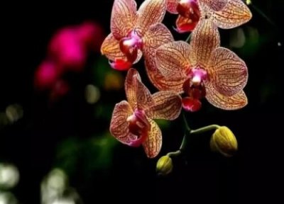 蝴蝶兰为什么开花 蝴蝶兰开出花后最怕什么呢