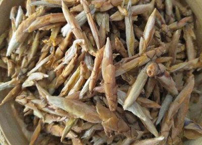 老鹰茶是什么树的叶子 老鹰茶是什么树长的叶子