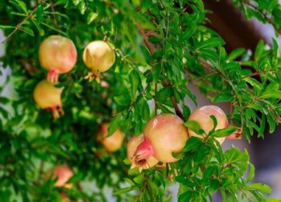 石榴耐寒最低温度是多少 石榴树越冬防寒处理技巧