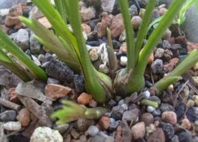 兰花开完花后怎么施肥 兰花开完花后为什么不能马上施肥