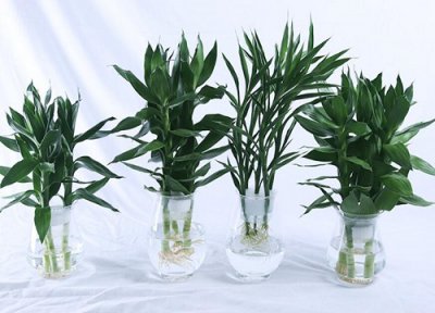 水培观音竹的养殖方法 水培观音竹的养殖方法和注意事项