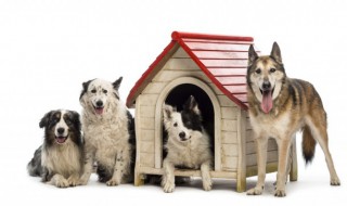 做梦梦到狗生小狗什么意思 梦到狗生小狗的寓意