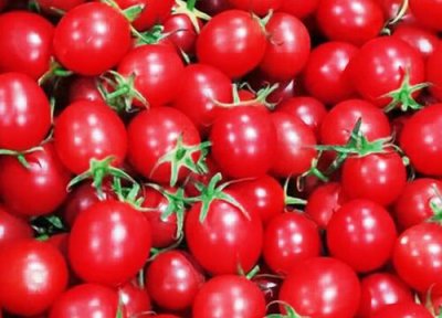 小番茄种植时间 小番茄种植时间和方法